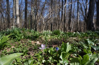 Leipziger Grün- wachsende Stadt | Im Leutzscher Auwald, Foto: S.Ruccius