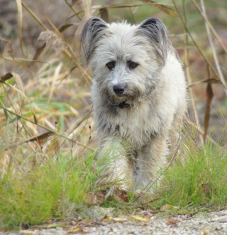 Achtung- Gefahr für Hunde | 